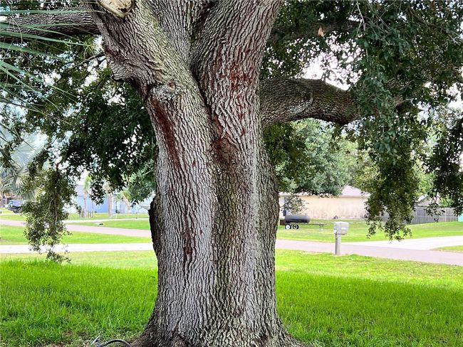 Grandfather Oak in front yard for shade | Image 9