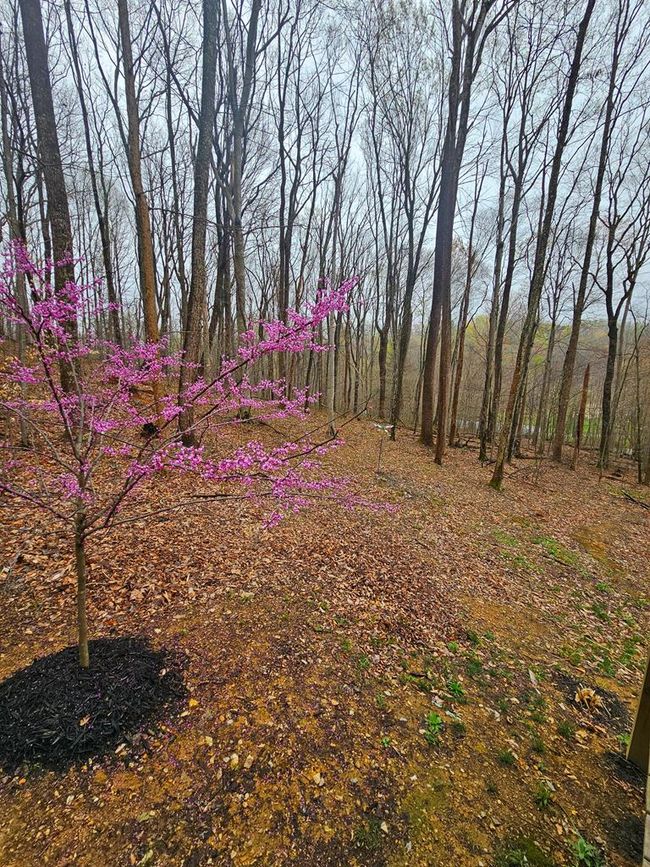 481 Clinch Dr, House other with 2 bedrooms, 1 bathrooms and null parking in Pounding Mill VA | Image 31