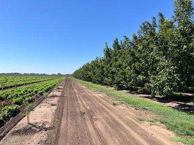 76 +/- acres just 9 miles north of Chico, within the highly sought after, Nord community of which 74 acres are planted to Chandler walnuts. | Image 1