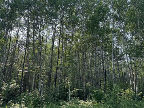 80 Willow Creek Road Ne, Kelliher, MN, 56650 | Card Image