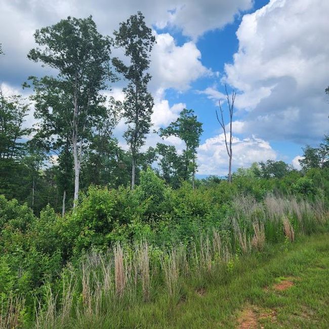 0 Woodstone Trail, Home with 0 bedrooms, 0 bathrooms and null parking in Ellijay GA | Image 13
