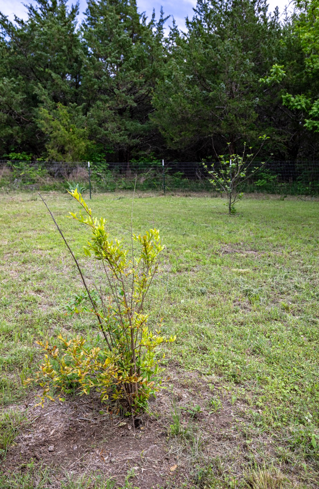 Land in Farmersville 3