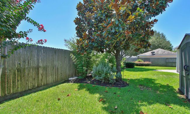 Gorgeous Magnolia tree is a favorite perch for the local birds | Image 38