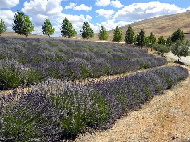 1 acre of Lavender fields | Image 14