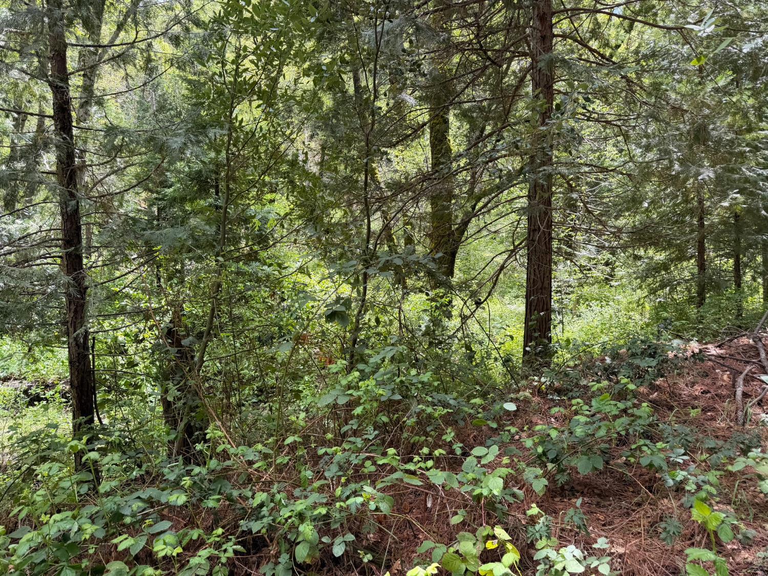 Land in Coulterville 2