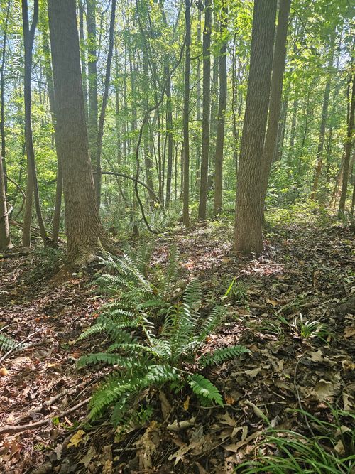 0 Off Old County Home Road, Nashville, NC, 27856 | Card Image