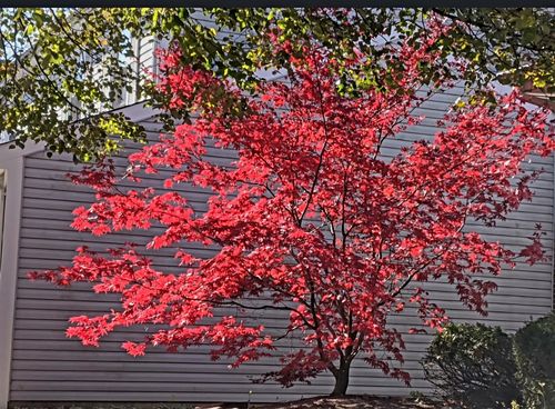 1380 Larchmont Dr, Buffalo Grove, IL, 60089-1132 | Card Image