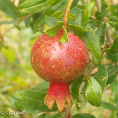 Pomegranate+fruit+(1)-853420957 | Image 1