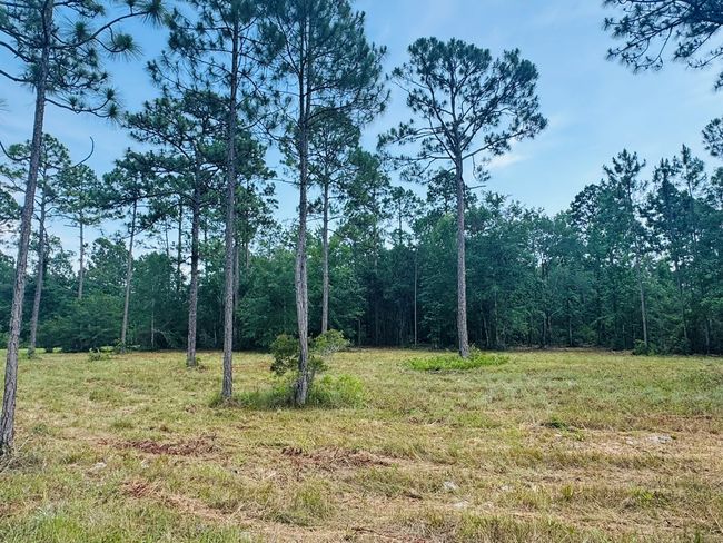 173 Skipper Rd, Home with 0 bedrooms, 0 bathrooms and null parking in Carrabelle FL | Image 6