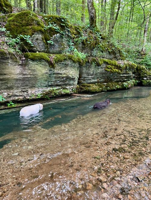 1526 Old Beech Creek Rd, Waynesboro, TN, 38485-6207 | Card Image