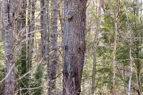 M4L38&39 West Old Main Road, Lowell, ME, 04493 | Card Image