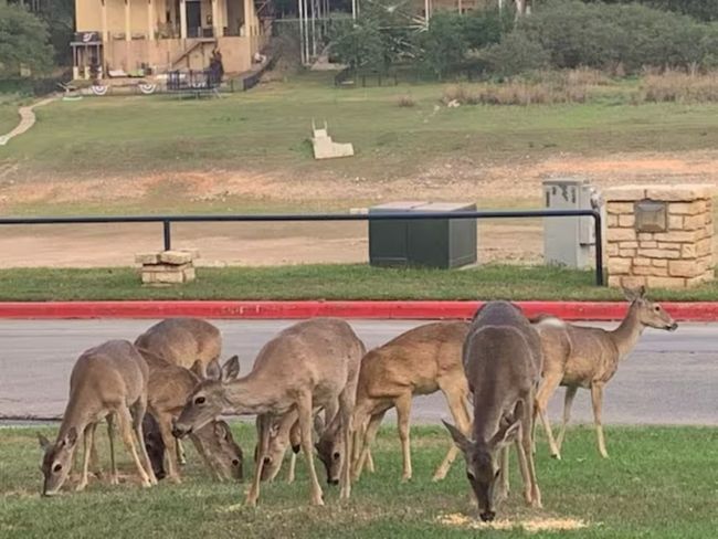 Deer in the community | Image 39