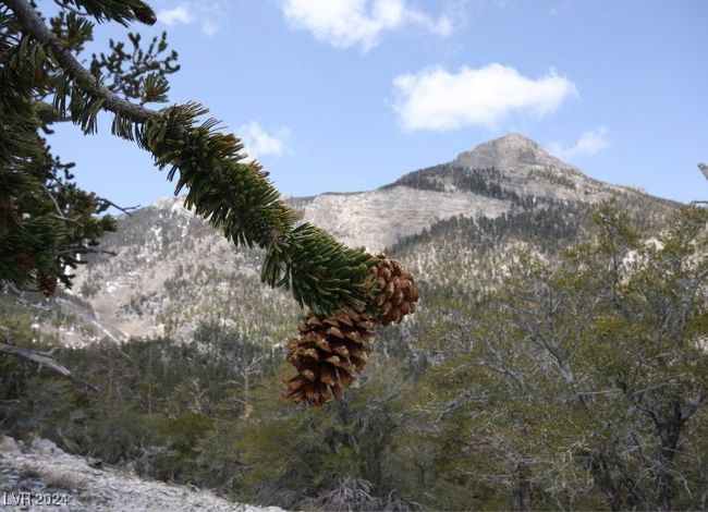 MT. CHARLESTON AREA - Bristlecone Pine | Image 31