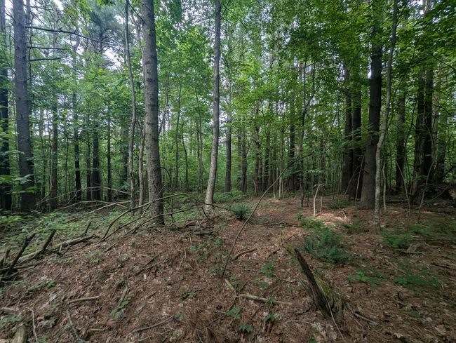 0 Red Rough Rd, Home with 0 bedrooms, 0 bathrooms and null parking in Meadows of Dan VA | Image 5