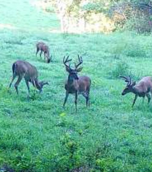 0 Oak Grove Rd, Mulberry, TN, 37359 | Card Image