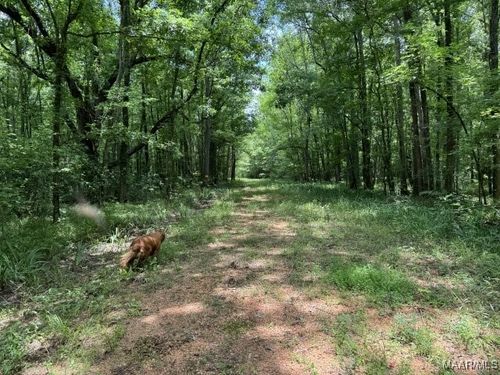 0 Highway 21, Pine Apple, AL, 36768 | Card Image