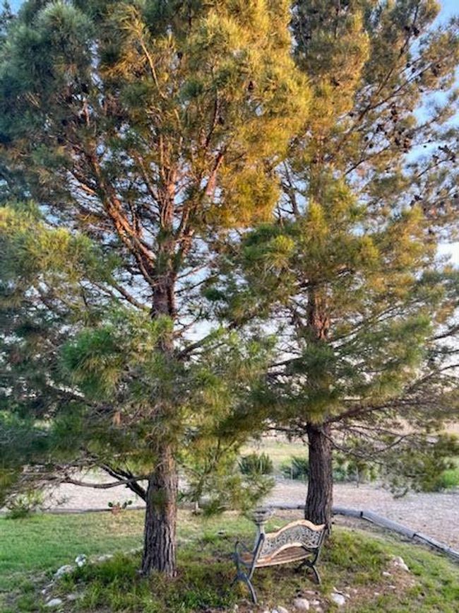 AB-363-AND-495 - 1500 Sales Rd, Home with 0 bedrooms, 0 bathrooms and null parking in Mertzon TX | Image 53