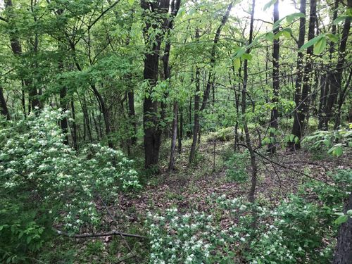 LOTS 41/42 Wild Cherry Lane, Northumberland, PA, 17857 | Card Image