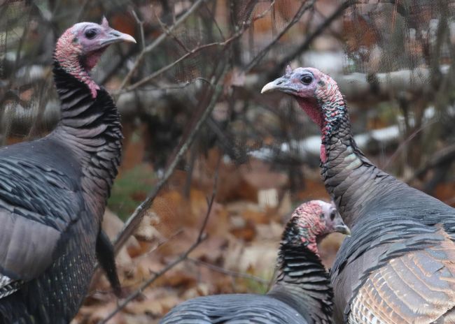 Wild Turkeys Enjoy the Property! | Image 49