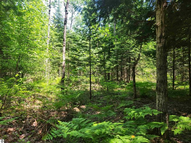 2867 Folks Rd Ne, Home with 0 bedrooms, 0 bathrooms and null parking in Kalkaska MI | Image 8
