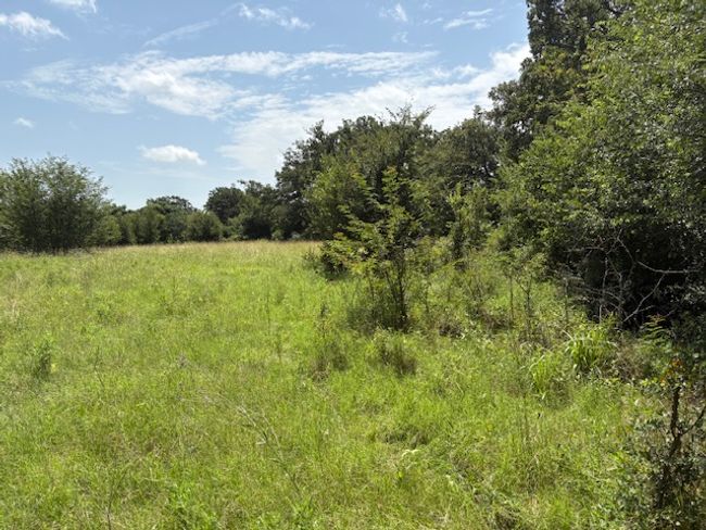 View of undeveloped land | Image 6