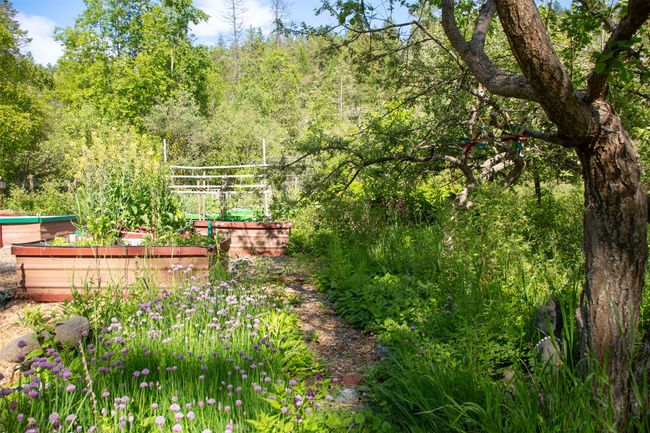 View of yard with a garden and a forest view | Image 60