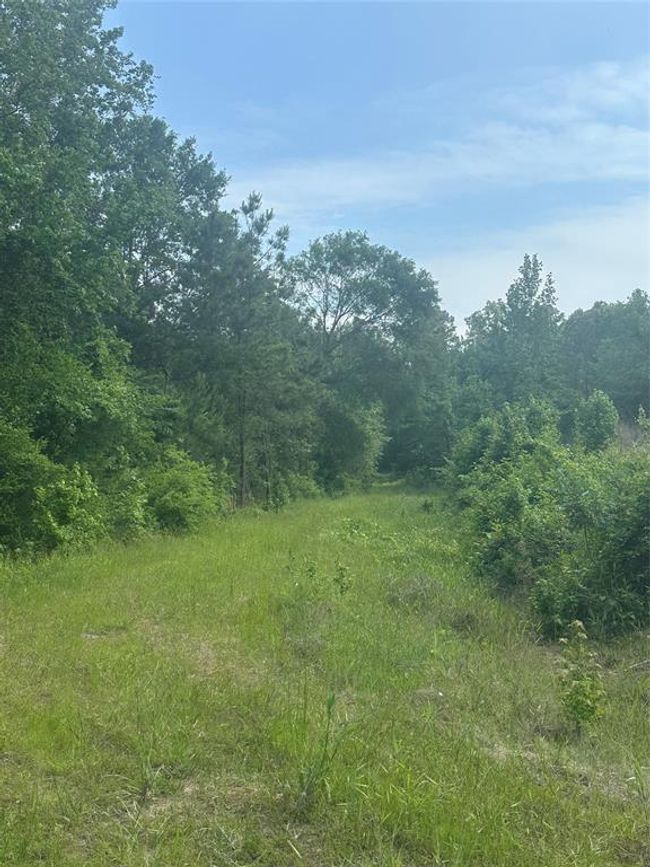 23809 Fm 2262, Home with 0 bedrooms, 0 bathrooms and null parking in Apple Springs TX | Image 4