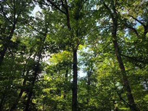0 Timber Rdg, Larue, TX, 75770 | Card Image
