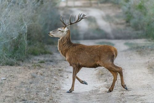 0 Summertime Rd, Encino, TX, 78536 | Card Image