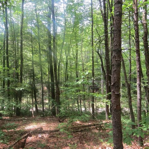 Lot 1 Pratt Corner Rd, Shutesbury, MA, 01072-9718 | Card Image