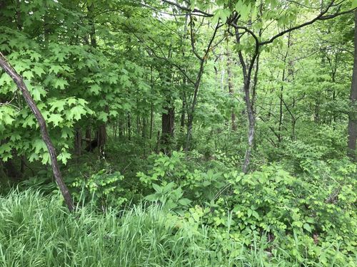 1915 Appomattox Dr, Lebanon, TN, 37087-4274 | Card Image