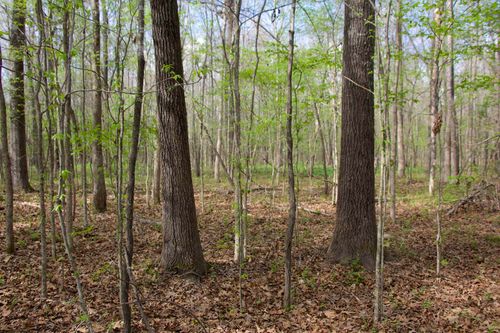 780 Breedlove Rd, Michigan City, MS, 38647 | Card Image