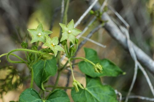 17503 Lake Shore Dr, Dripping Springs, TX, 78620-3214 | Card Image