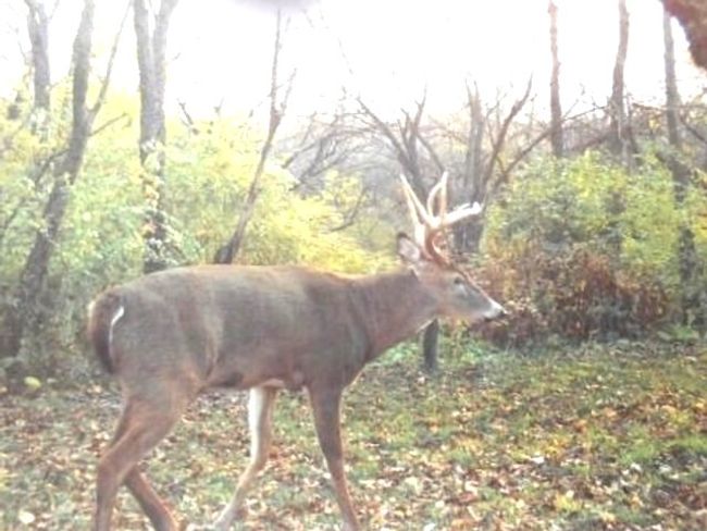 Deer | Image 26