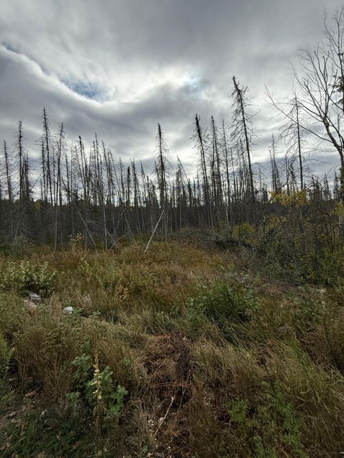 LOT 2 Birch Ln, Pickerel, WI, 54465-9346 | Card Image