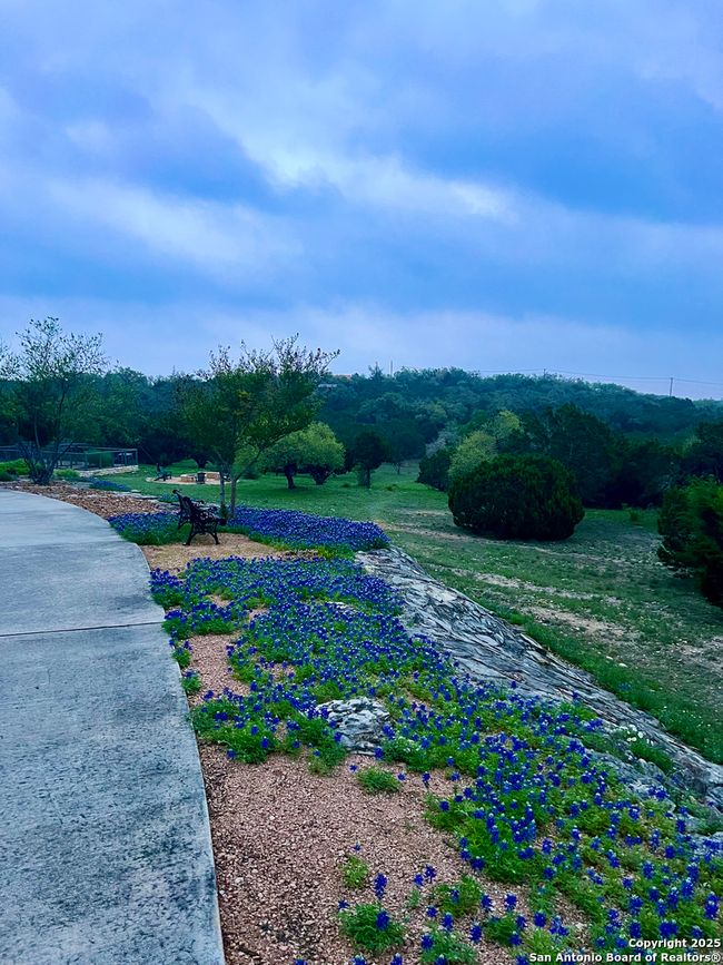 Bluebonnets in the spring! | Image 40