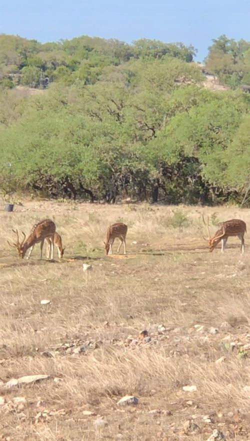 41 State Highway 41, Rocksprings, TX, 78880 | Card Image