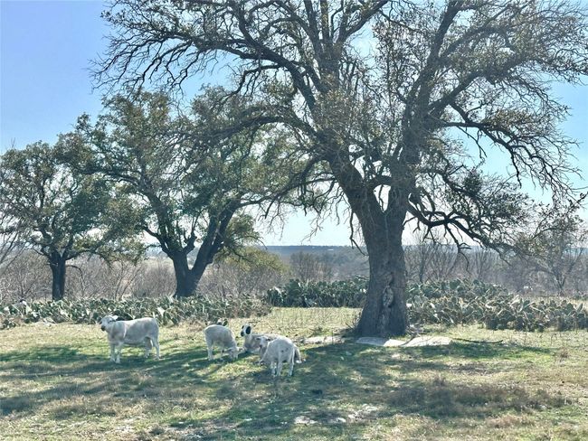 554 Us Highway 84 W, Home with 0 bedrooms, 0 bathrooms and null parking in Goldthwaite TX | Image 30