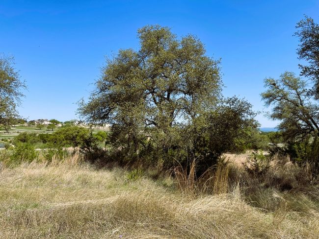 Oak trees | Image 8