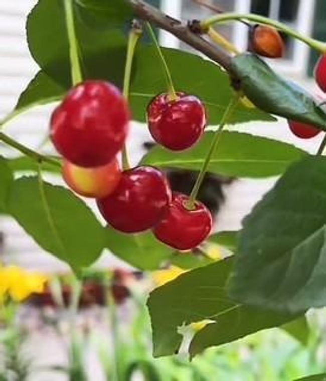 The current owners do love the cherry tree in the front yard! | Image 27