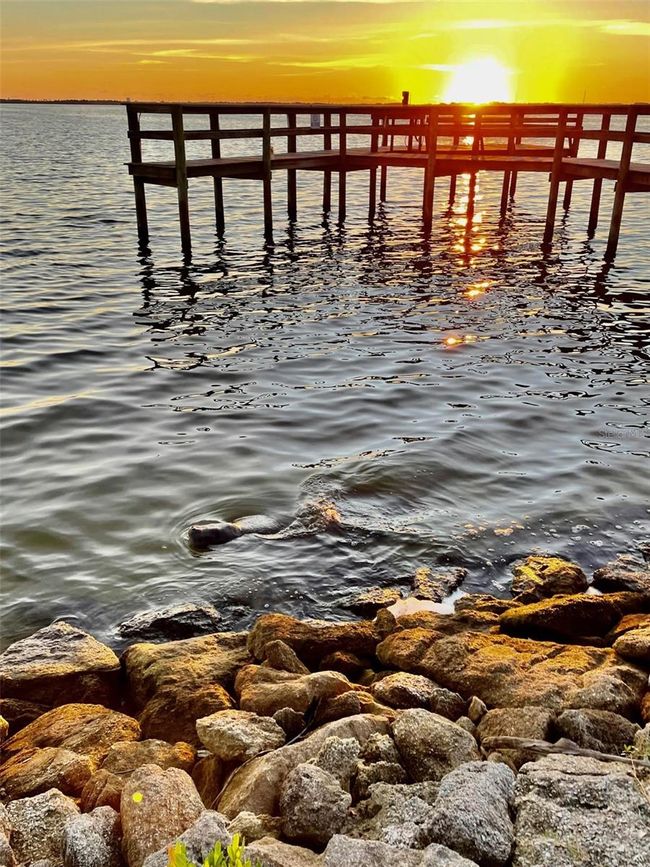 Manatee at the dock | Image 44
