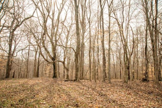 13300 Scottsville Rd, Home with 0 bedrooms, 0 bathrooms and null parking in Lucas KY | Image 18