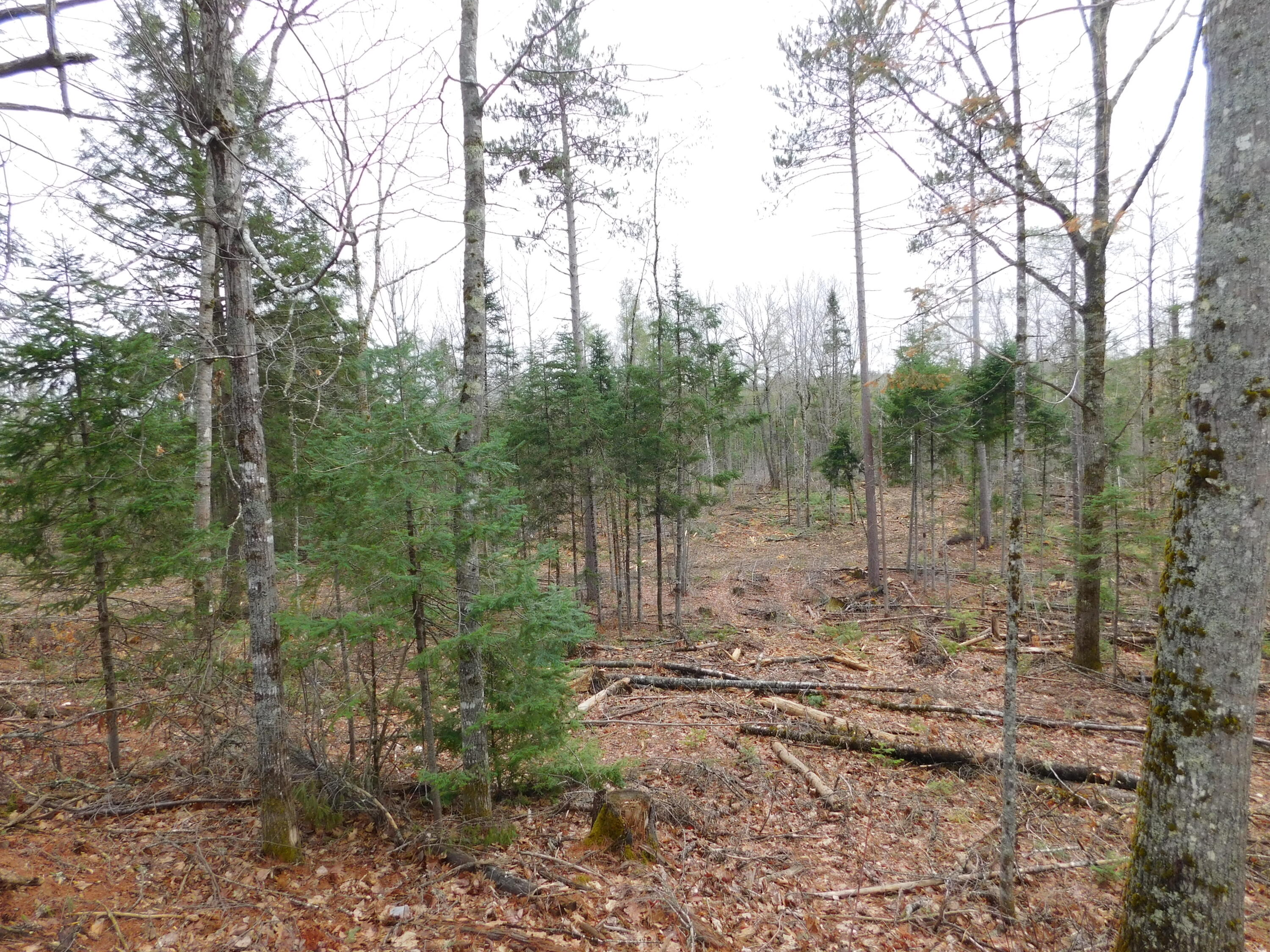 Land in Greenbush 4