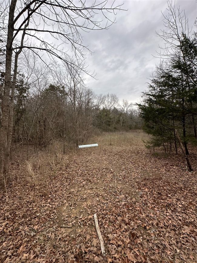 View of local wilderness | Image 11