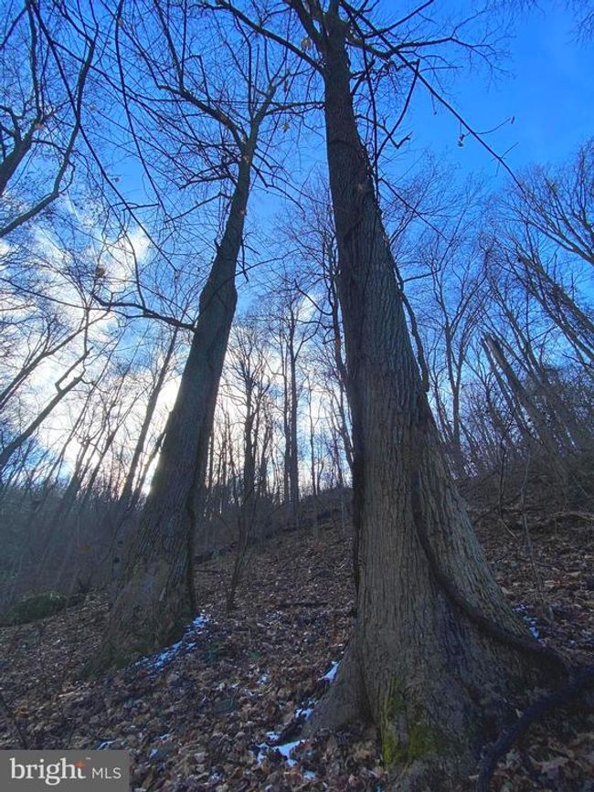 00 Hickory Tree Rd, Home with 0 bedrooms, 0 bathrooms and null parking in FRONT ROYAL VA | Image 22