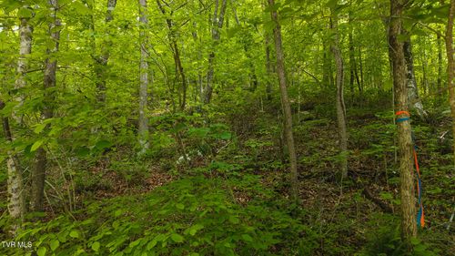 0 Avondale Hollow Rd, Rutledge, TN, 37861 | Card Image