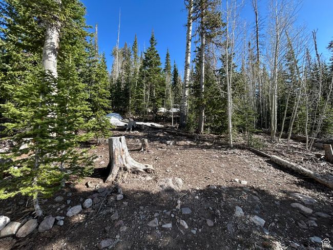 View of yard | Image 36