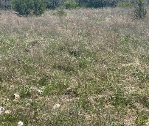 325 Fm 1566 W, Wolfe City, TX, 75496-3283 | Card Image