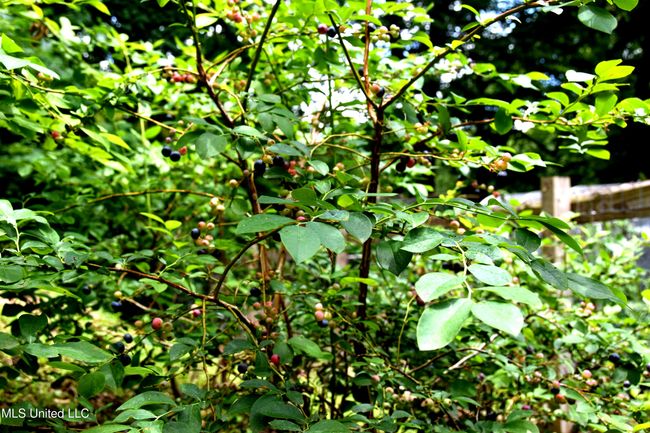 Glen artney blueberry bush | Image 41