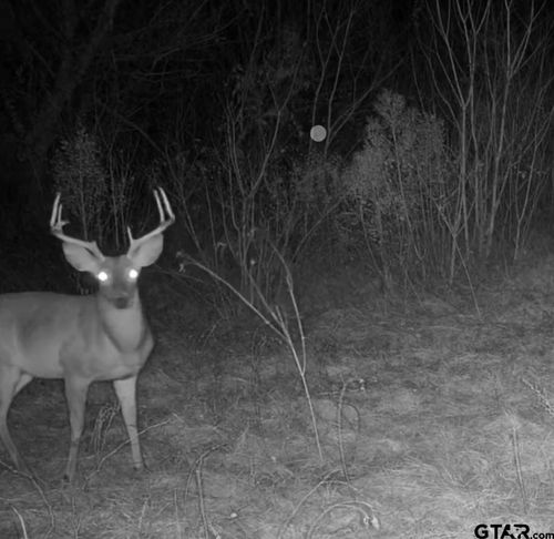 TBD Reeves Rd, Garrison, TX, 75946 | Card Image